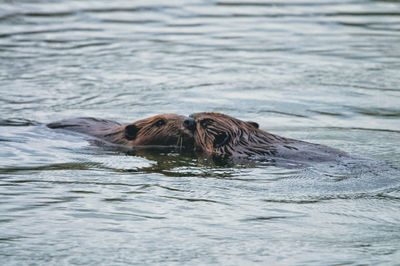  beaver swimming in sea