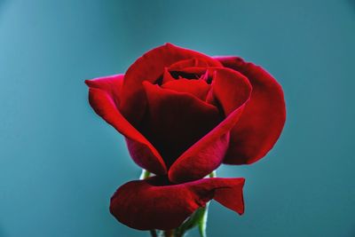 Close-up of red rose against blue wall