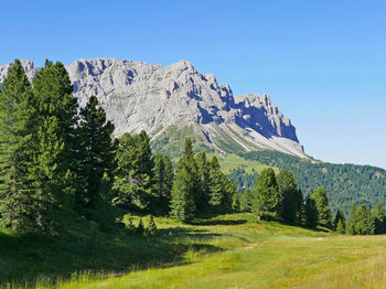Scenic view of pine trees against clear sky