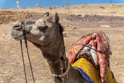 Close-up of a horse on land