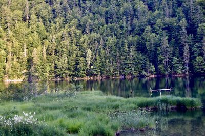 Scenic view of lake by trees in forest