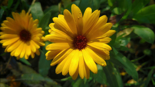 Close-up of yellow flowers blooming outdoors