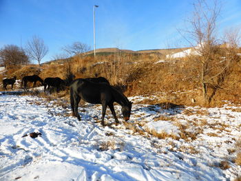 Horse standing on snow covered field