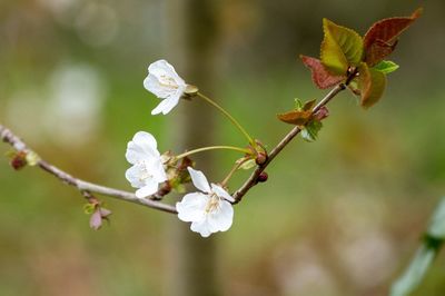 Close-up of cherry blossoms in spring