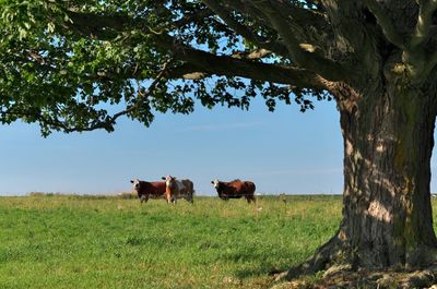 Group of multi colored beef cattle fenced in idyllic green countryside pasture with giant maples