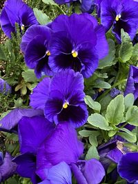 Close-up of purple flowering plants