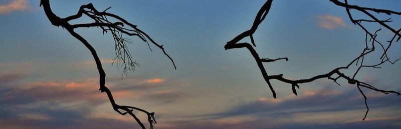 Low angle view of bare tree against sky