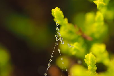 Close-up of wet plant
