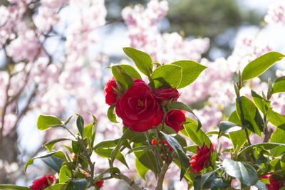 Close-up of rose plant