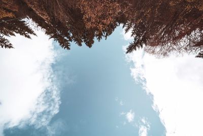 Low angle view of sunlight streaming through trees against sky