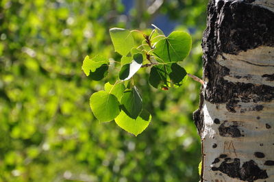 Close-up of fresh green leaves on tree trunk