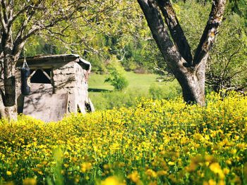 Fresh yellow flowers in field