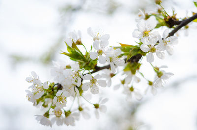 Close-up of white flowering plant