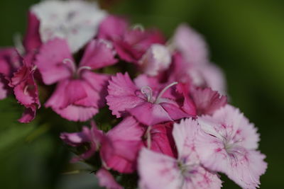 Close-up of pink flowers