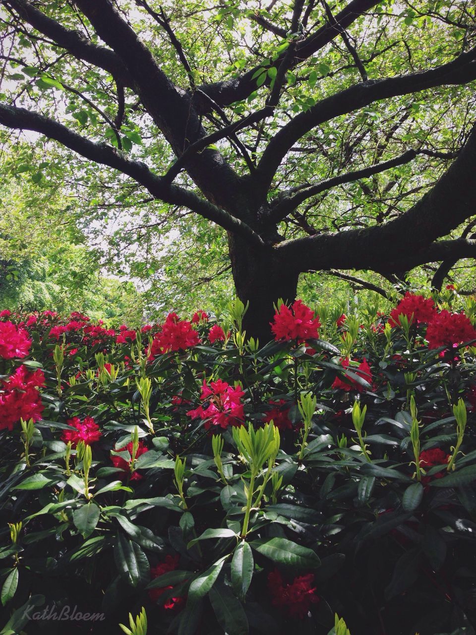 flower, growth, freshness, beauty in nature, nature, tree, pink color, fragility, plant, leaf, blooming, green color, branch, blossom, in bloom, red, petal, outdoors, day, growing