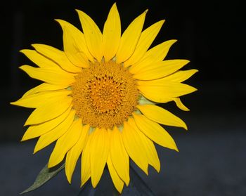 Close-up of sunflower