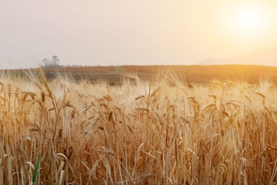 Scenic view of wheat field against sky