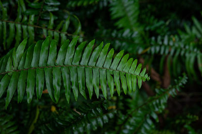 Close-up of fern leaves