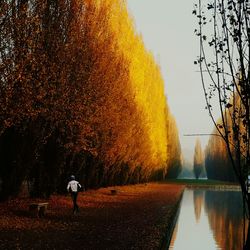 Reflection of trees in water