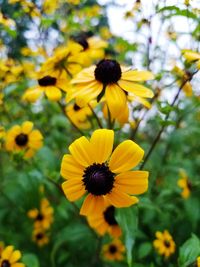 Close-up of yellow black-eyed blooming outdoors