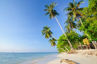 Palm trees on beach against blue sky