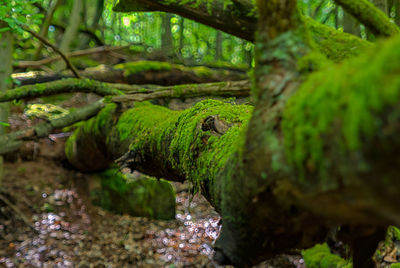 Moss growing on tree trunk