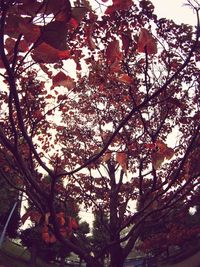 Low angle view of blooming tree