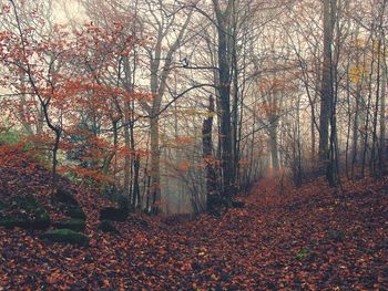 Trees in forest