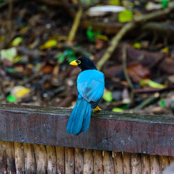High angle view of bird perching on wood
