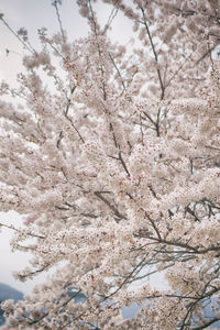 Low angle view of cherry blossom tree