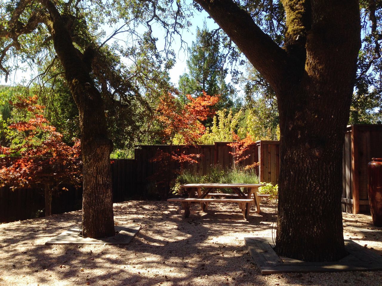 tree, growth, sunlight, tranquility, tree trunk, park - man made space, nature, shadow, beauty in nature, tranquil scene, wood - material, bench, day, absence, branch, scenics, footpath, sky, outdoors, built structure