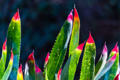 Close-up of succulent plant