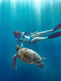 High angle view of turtle swimming in sea