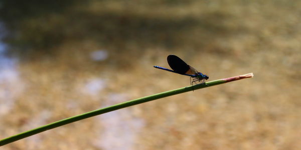 Close-up of a bird