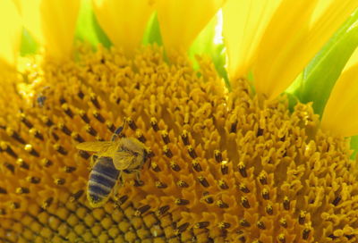 Close-up of insect on yellow flower