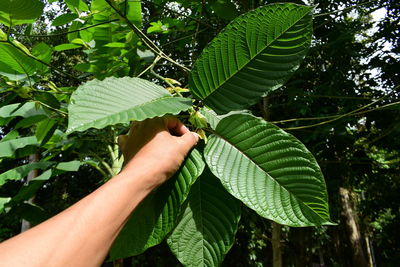 Close-up of hand holding leaves