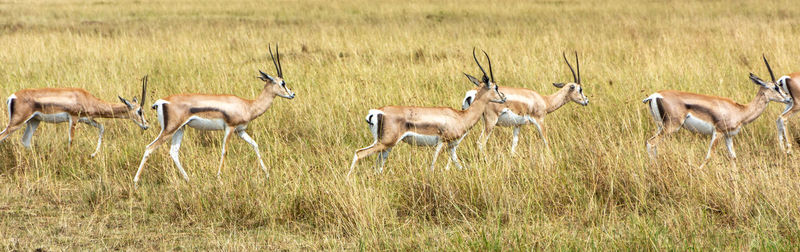 Group of grant gazelles in masai mara