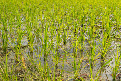 Plants growing in field