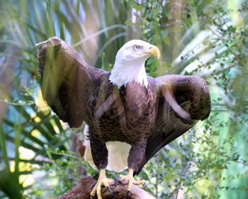 Low angle view of eagle perching on tree