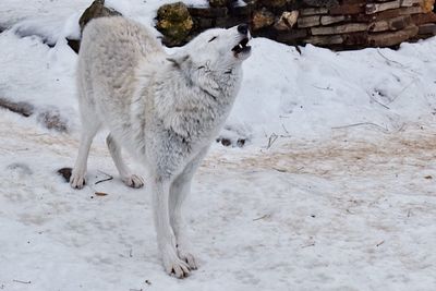 Dog howling