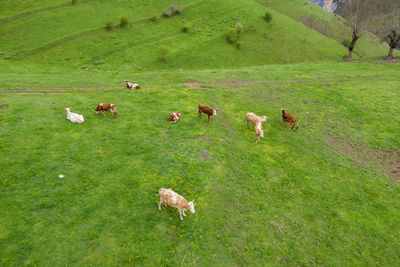 Aerial top-down drone photo of meadow with cows, cattle grazing grass