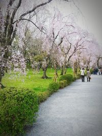 Trees growing on footpath