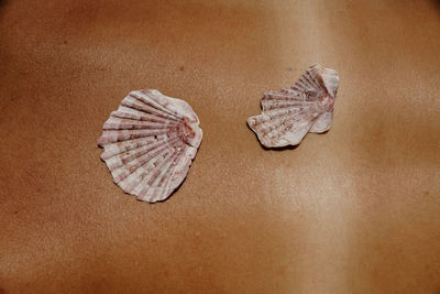 Close-up of seashell on beach