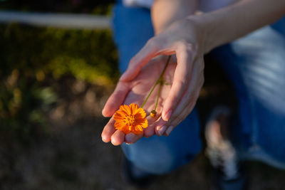 An orange flower in a woman hands on a dark background