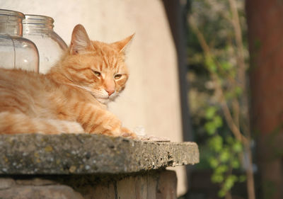 Close-up of a cat resting