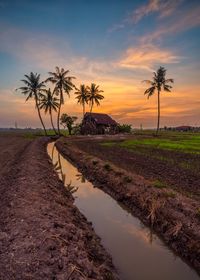 Scenic view of palm trees on field against sky at sunset