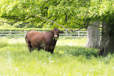 Horse standing in field