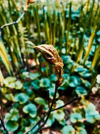 Close-up of a plant