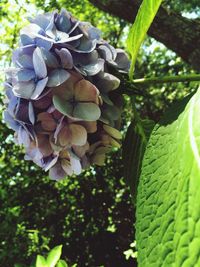 Close-up of hydrangea blooming outdoors