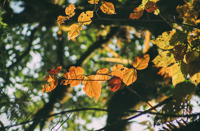 Low angle view of yellow flowering plant